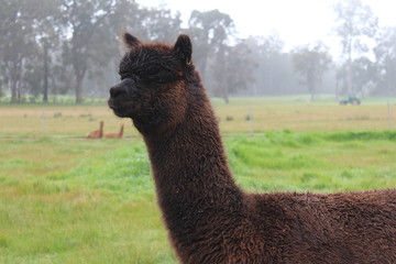 Obraz premium alpaca standing in a field