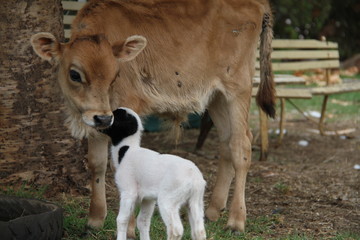 calf and lamb in yard © Jacob