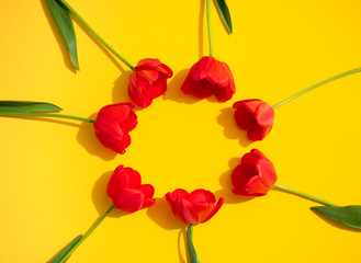 Seven red tulips lie in a circle on a yellow background: space for text