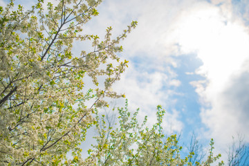 Branches of a blooming Apple tree against a blue sky and clouds: seamless pattern, background, place for text