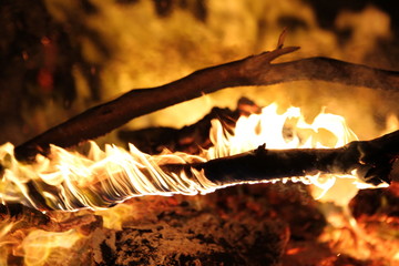 burning fire in the forest