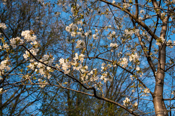 Blühender Baum