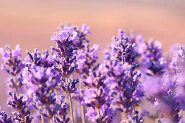 Blooming lavender in the sunset close-up. Beautiful lavender flower field. Growing lavender, blooming violet fragrant lavender flowers. Perfume ingredient, honey plant