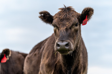 Beef cows and calfs grazing on grass in south west victoria, Australia. eating hay and silage....