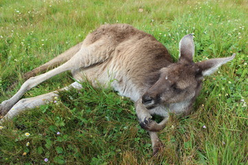 Naklejka na ściany i meble kangaroo in the grass