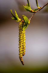 Horse chestnut flower bud