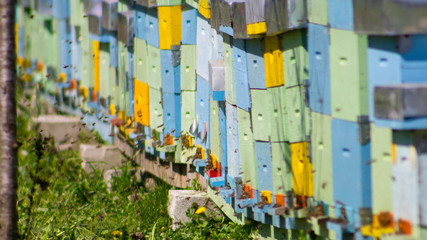 A row of blue, green and yellow beehives