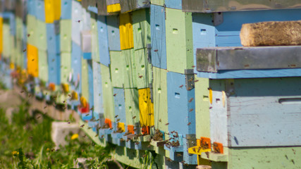 Obraz na płótnie Canvas A row of blue, green and yellow beehives