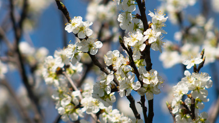 White flowers on branches of a cherry blossom tree