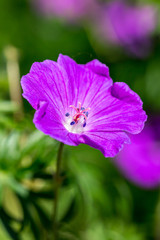 A purple cranesbill flower with a shallow depth of field