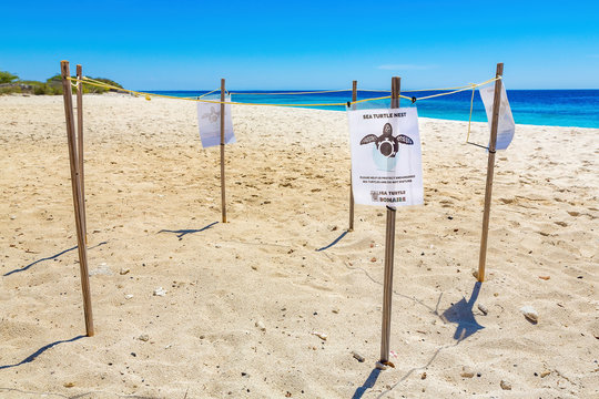 Sea turtle nest on beach of Bonaire