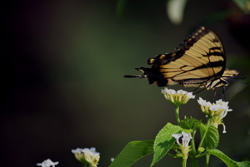 Yellow Swallowtail on a Flower 2