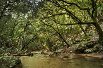Rapid river running through the stones in an amazing green mediterranean mountain forest long exposure