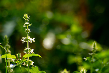 Close up ,Blossoming basil leaves blooming in the sky