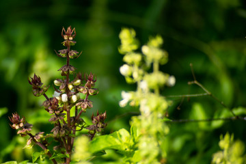 Close up,Purple basil flowers are blooming, raising the stem into the sky.