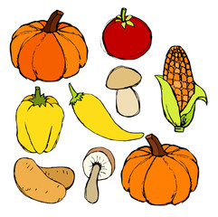 Colorful hand drawn vegetables, food vector illustrations