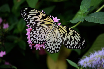 Fototapeta na wymiar Black and Yellow Monarch Butterfly on Pink Flower