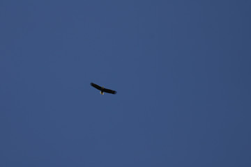 Solo Eagle in sky