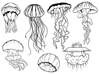 Set of jellyfish. Collection of different swimming marine creatures. Marine inhabitants. Vector illustration medusa on a white background.