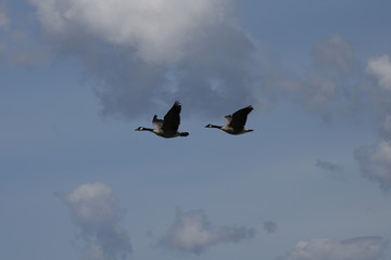 Geese flying