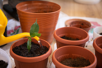Watering a pot with young plant with orange can