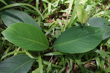 Peace Lily leave texture for background and wallpaper, fresh green leaves pattern template, abstract natural wallpaper