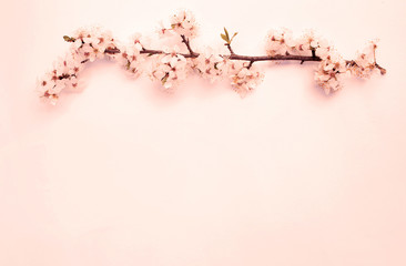 flowering spring cherry branch on a white background. View from above