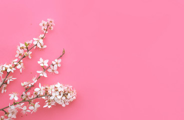 flowering spring cherry branch on a pink background. View from above