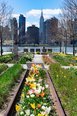 Colorful Tulips during Spring at Gantry Plaza State Park in Long Island City Queens with a view of the Midtown Manhattan Skyline