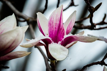 Fototapeta na wymiar Magnolia flowers covered with the snow