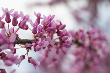 Tree with pink flowers background