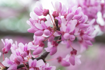 Tree with pink flowers background