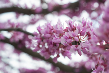 Tree with pink flowers background