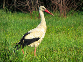 Stork walking in a green meadow
