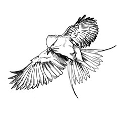 drawing tropical bird illustration decor