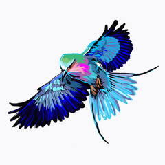 drawing tropical bird illustration decor
