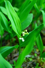Obraz premium Fragrant stems of white Lily of the valley flower bells growing in the spring garden