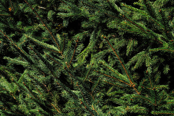 Thick branches of a Christmas tree