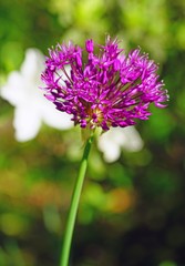 Purple globe allium flower in the spring