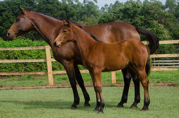 Portrait of a chestnut horse in a field