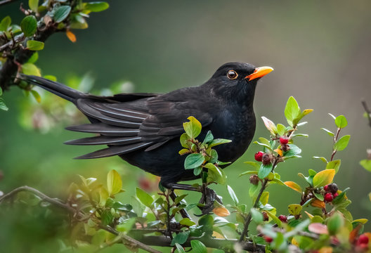 Amsel in sonnigen Beerenstrauch