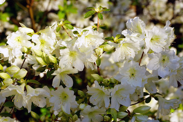 White azalea flowers on a bush in the spring garden