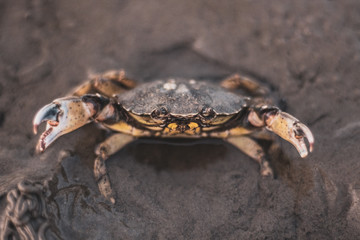 crab looking towards camera with claws rised