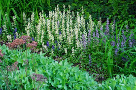 Bugleweed ajuga reptans flowers