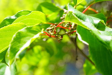 Flower and leaves of the baby kiwi berry fruit (actinidia arguta) growing on the vine
