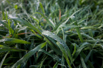 green grass with water drops on the background of sunlight . Soft focus