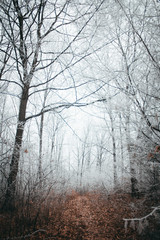 Fototapeta na wymiar Winter forest and trail