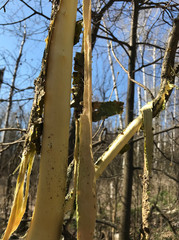 Young trees in the spring undergrowth with bark stripped by roes deer, hanging in ragged ribbons.
