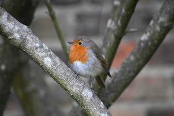 Male and female adult robins have orange breast brown upper parts. Despite cute appearance they are aggressively territorial and drive away intruders They sing at night in London next to street lights