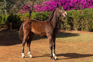 Portrait of a chestnut horse in a field